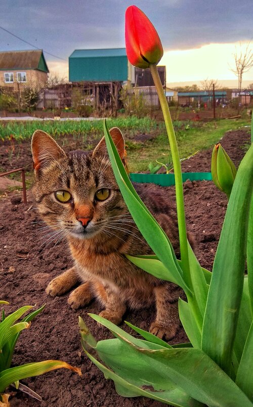 Из жизни кошачьих... - Леонид Абросимов