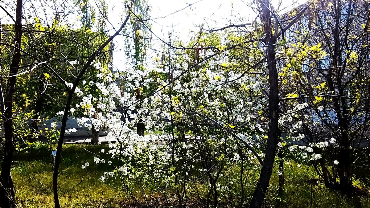 весна идет весне дорогу - МИХАИЛ КАТАРЖИН