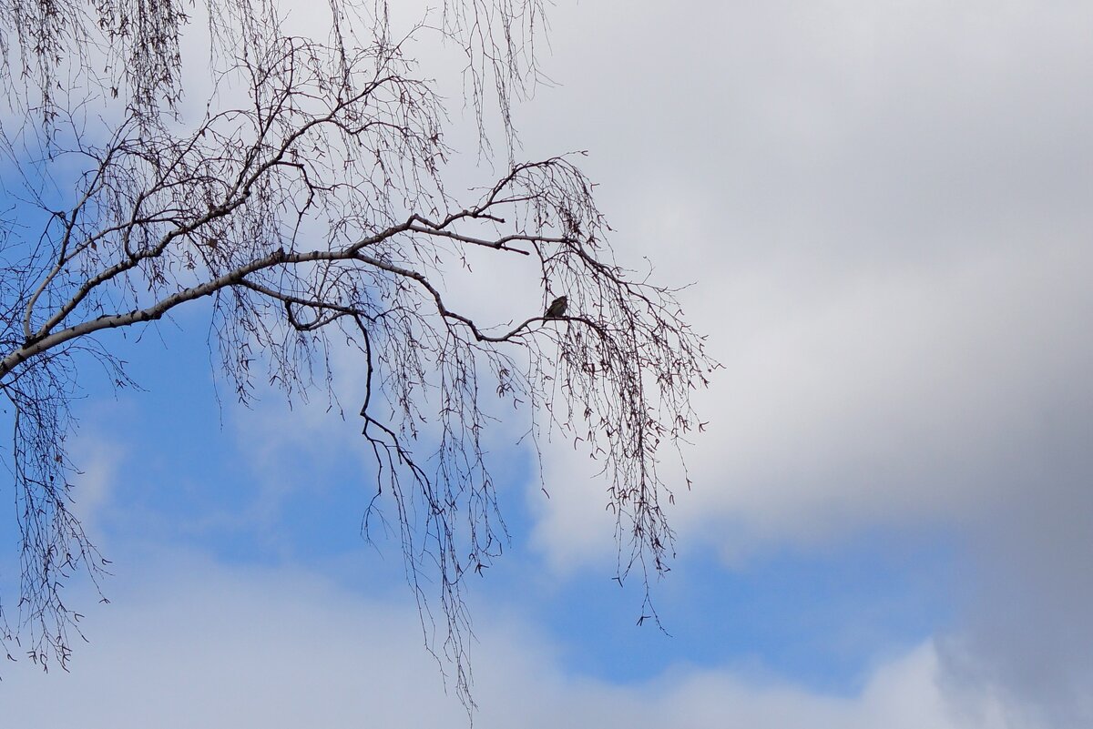 На фоне неба голубого узор березовых ветвей - Наталья Т