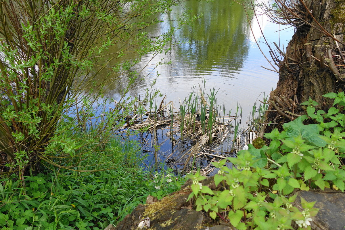 Гнездо лысухи на озере - Маргарита Батырева