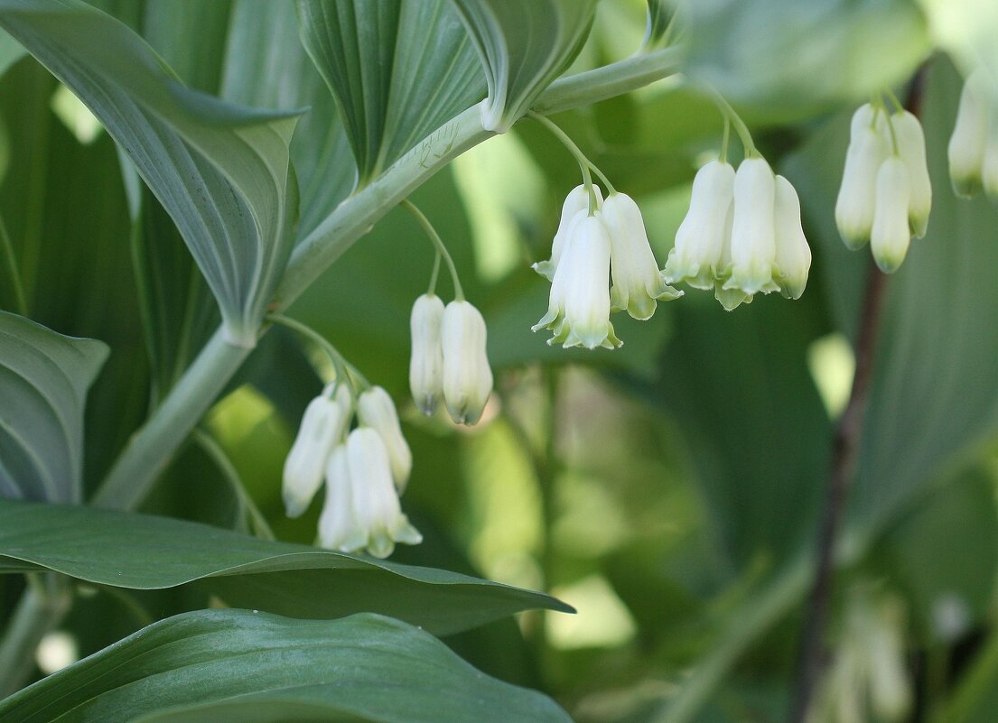 Купена многоцветковая – Polygonatum