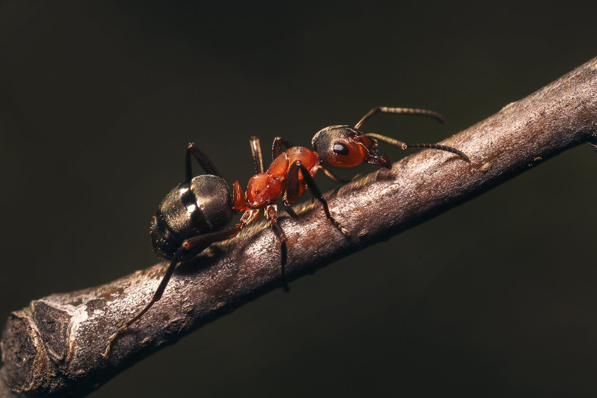 трудяга муравей - Максим Вышарь