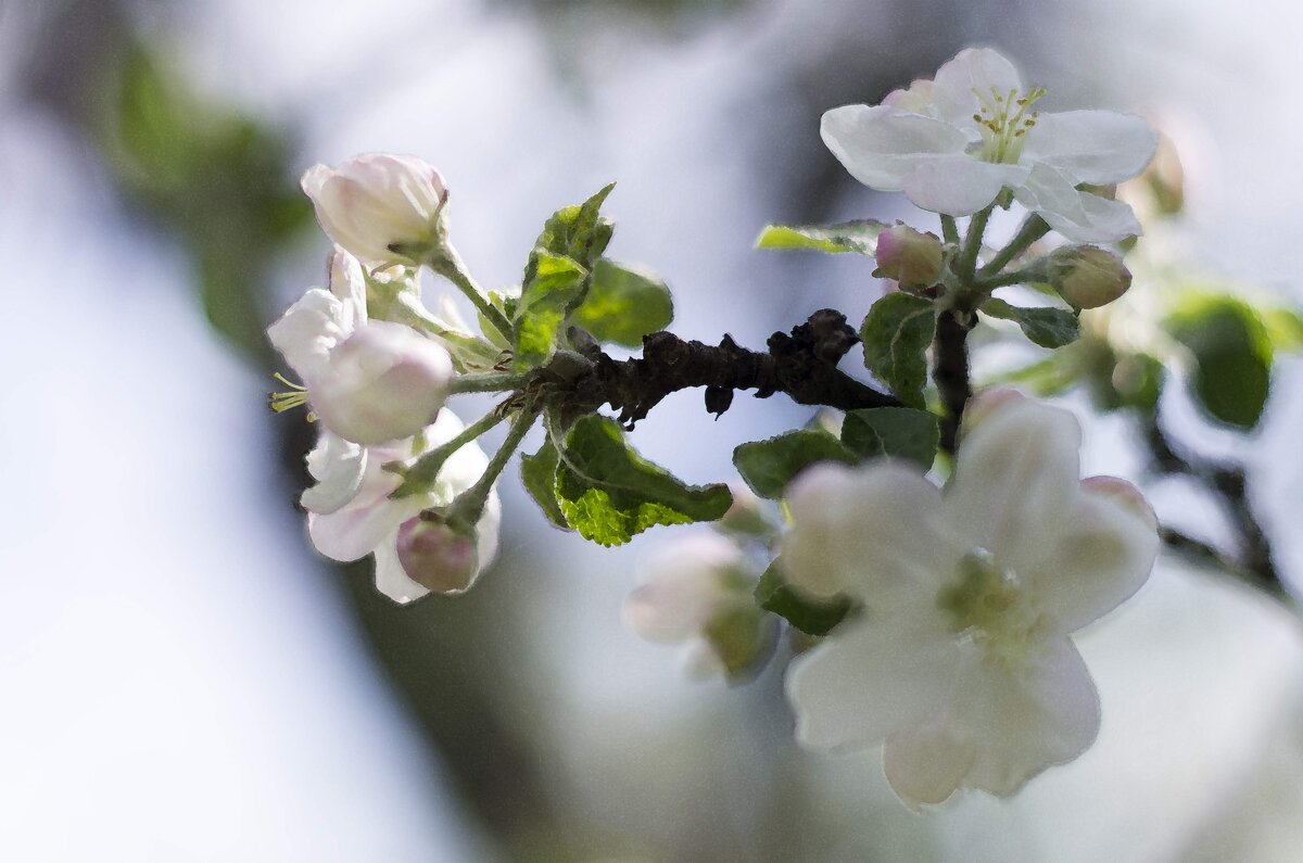 Цветок яблони в утренних лучах светила - Александр Мац