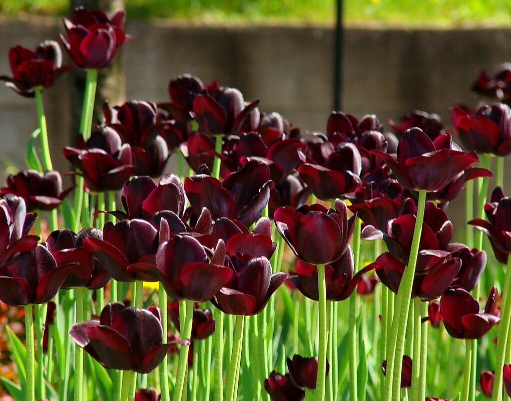 Черные тюльпаны в память о войне. - Александр Чеботарь