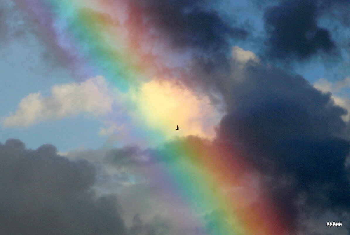 Rainbow und Bird - igg 
