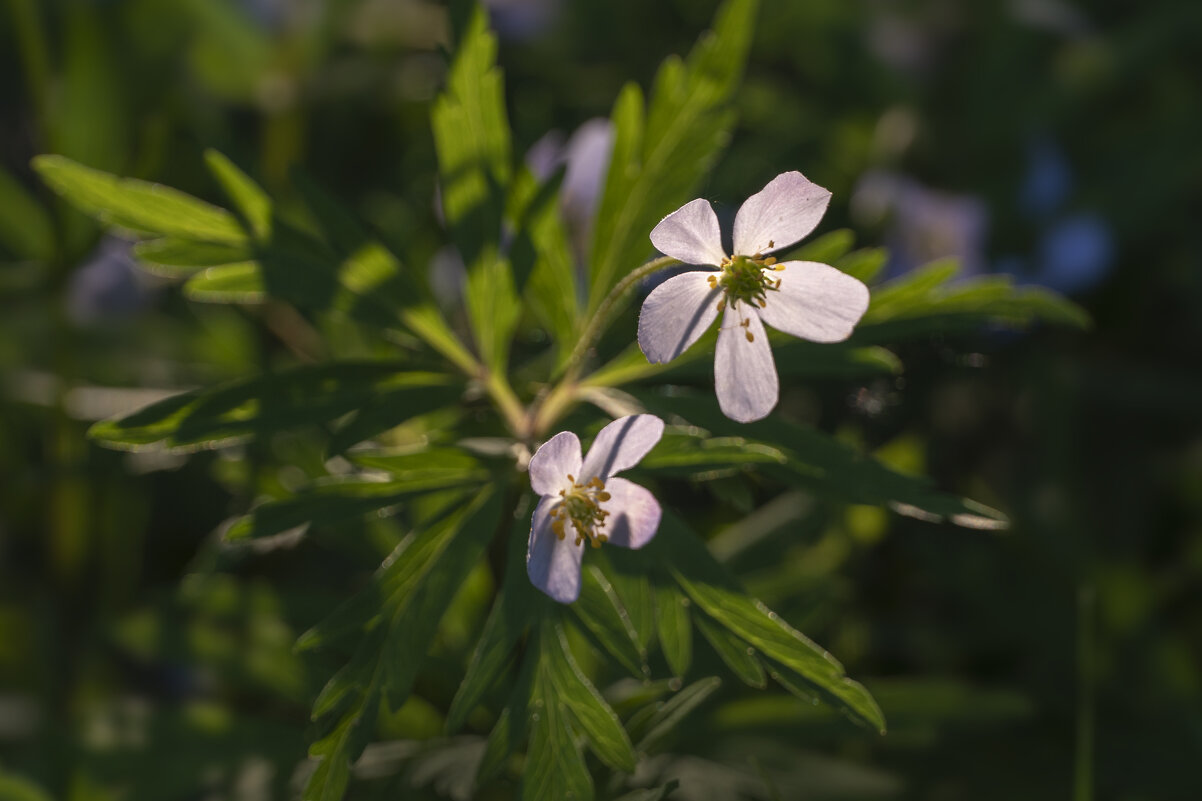 Белый лесной цветок - Алена Рябченко