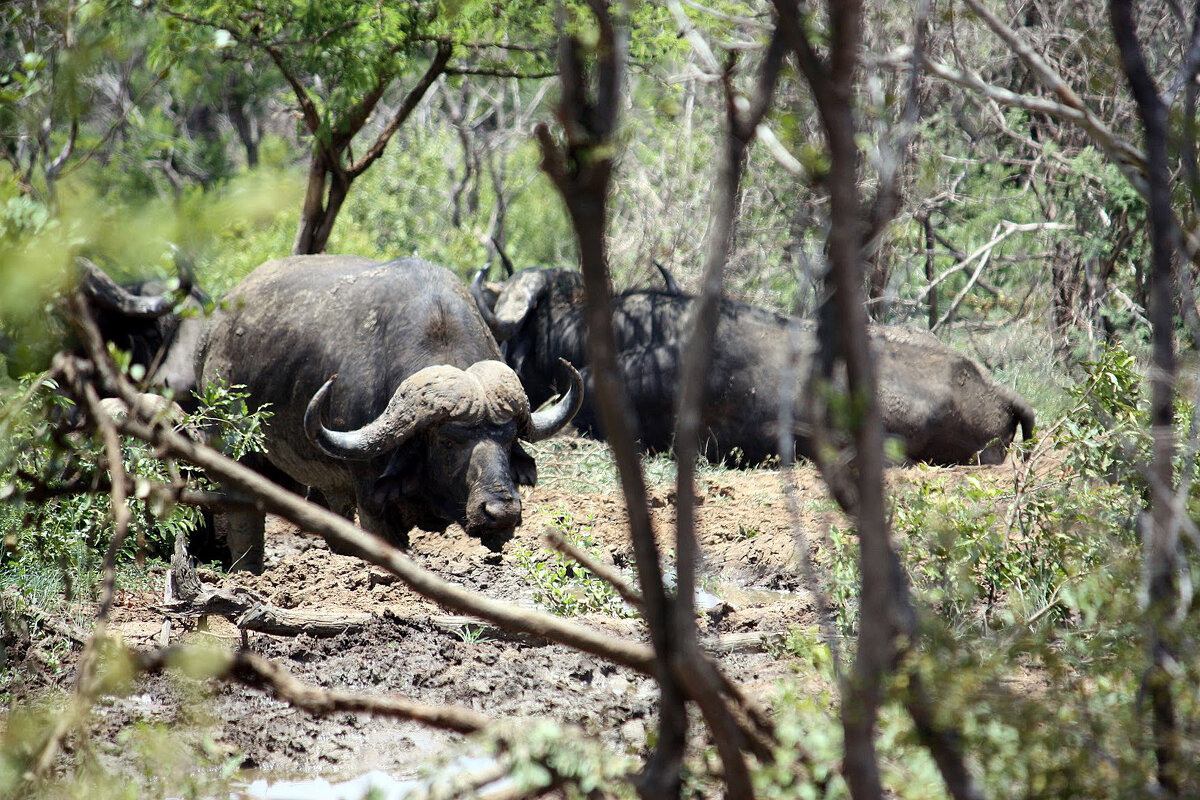 Cape Buffalo - John Anthony Forbes