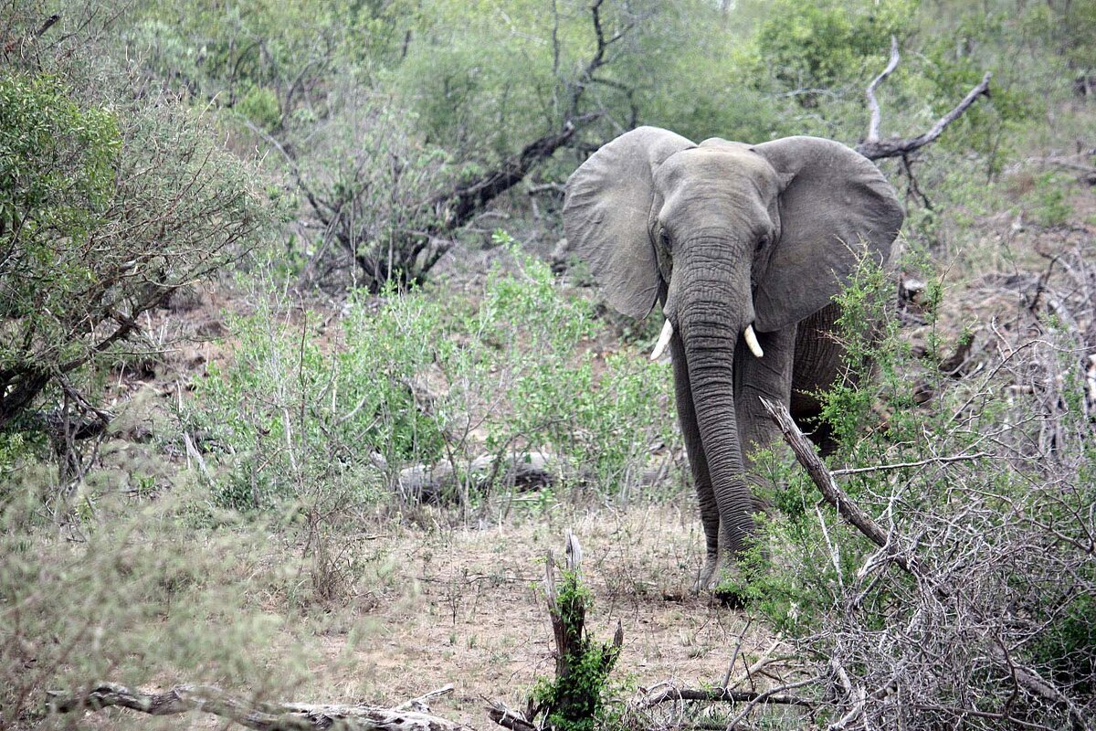 African Elephant - John Anthony Forbes