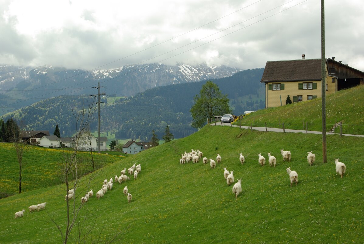 Пейзаж с козами близ Аппенцеля - Сергей Моченов