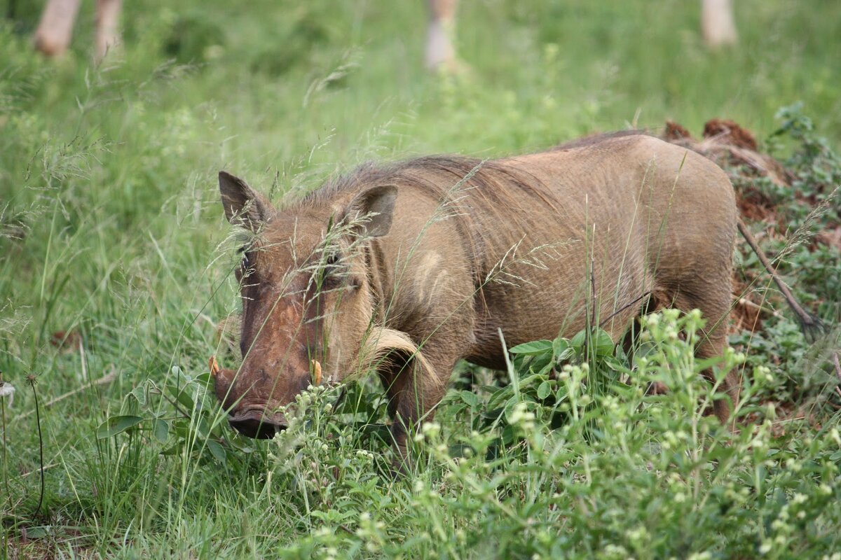 Warthog - John Anthony Forbes