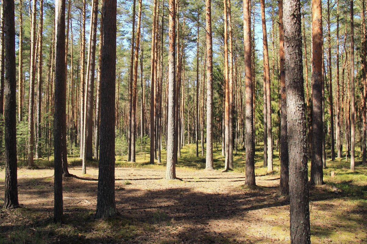 Сосновый лес - александр пеньков