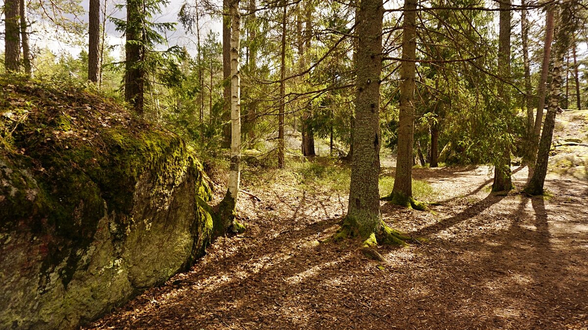 Весенний лес - wea *
