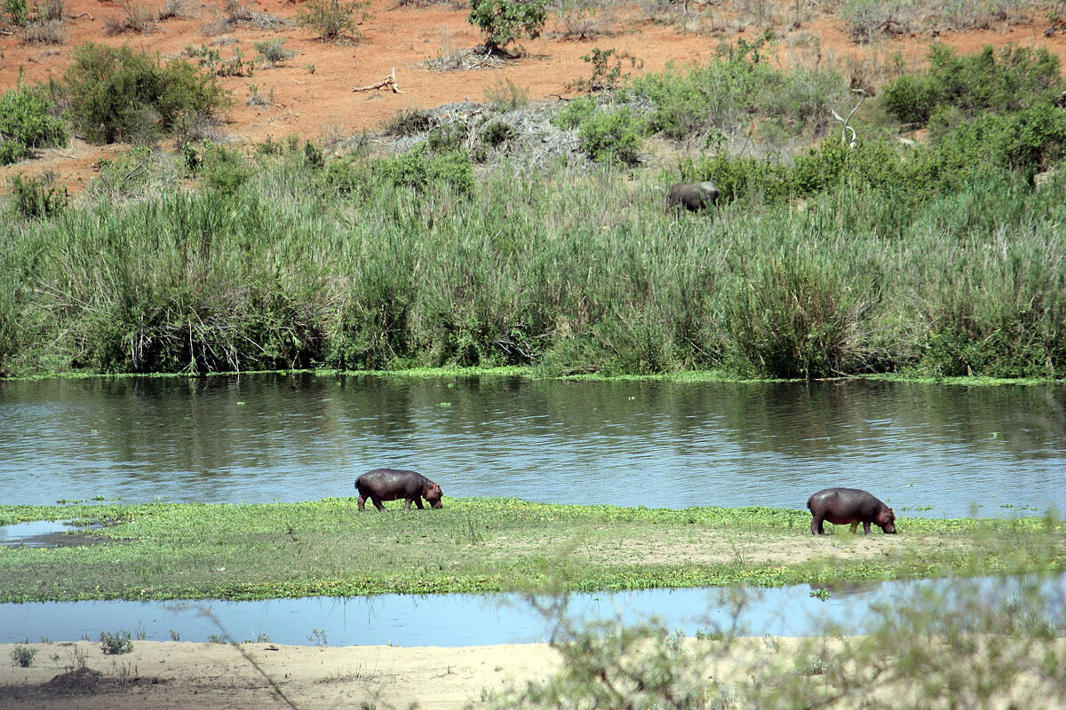 Hippo in Chobe River - John Anthony Forbes