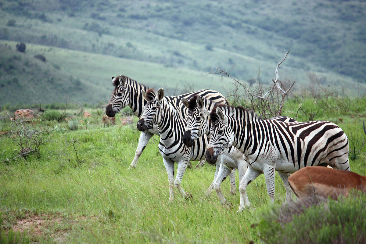 Zebra - John Anthony Forbes