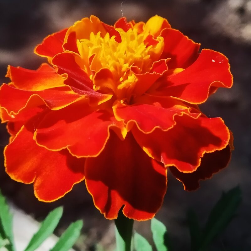 Tagetes erecta - Анара 