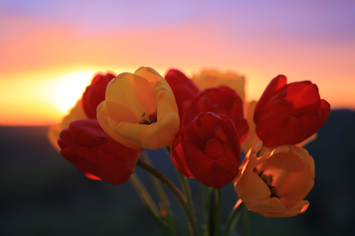 Тюльпаны на закате - Ninell Nikitina