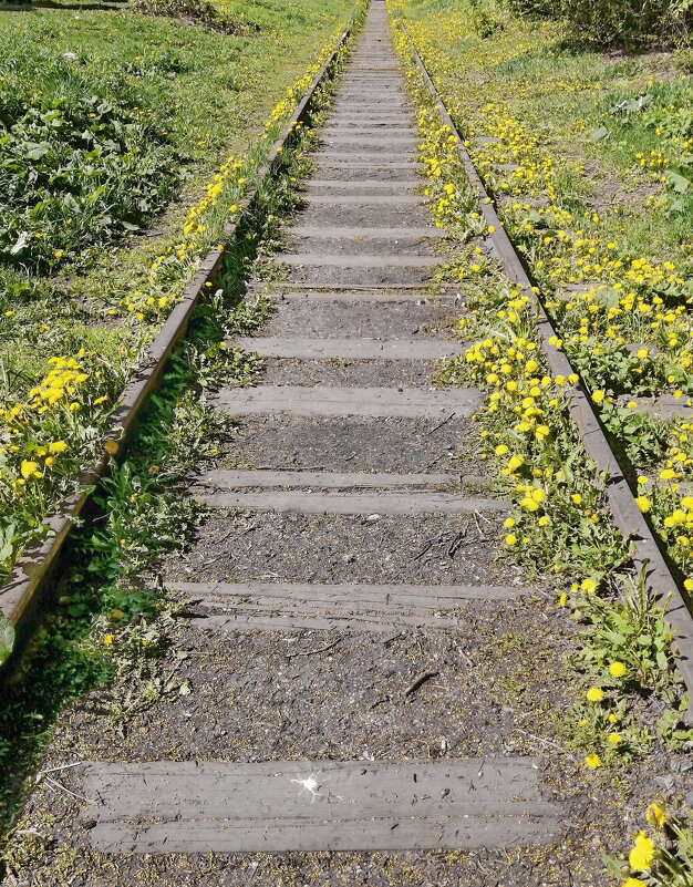Dandelion stairway to heaven - Юрий Вовк