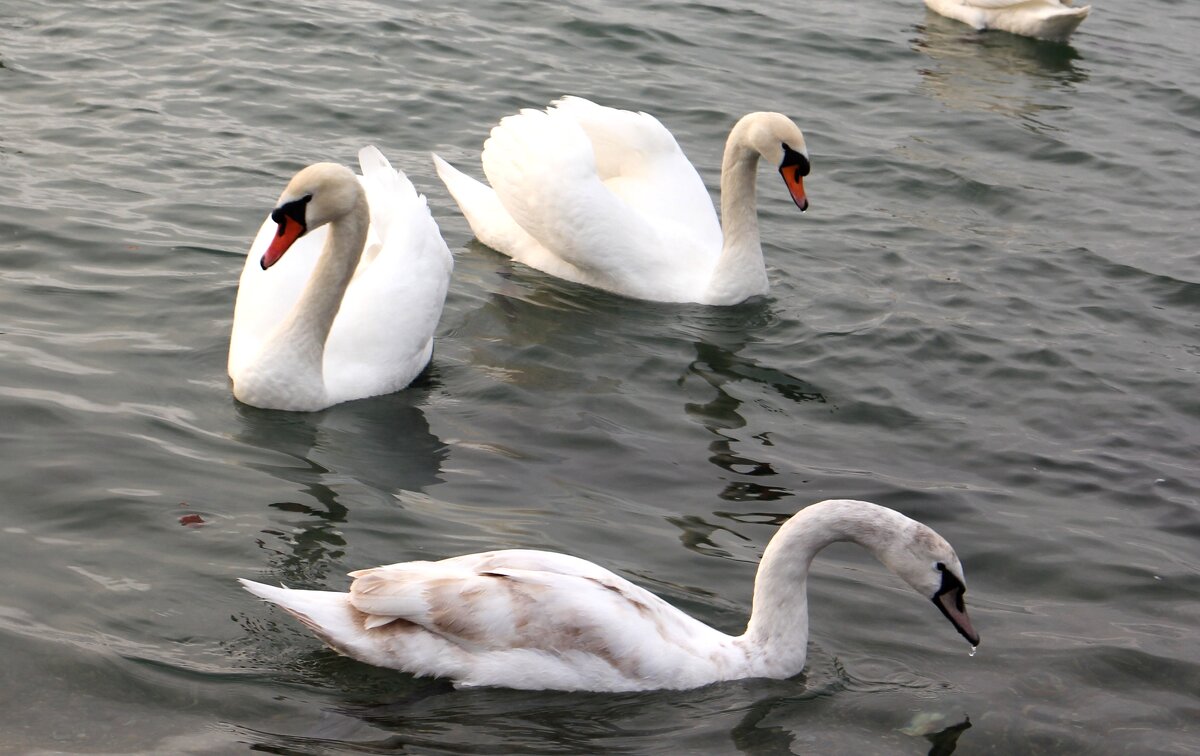 Лебеди на Чёрном море - Валерий 