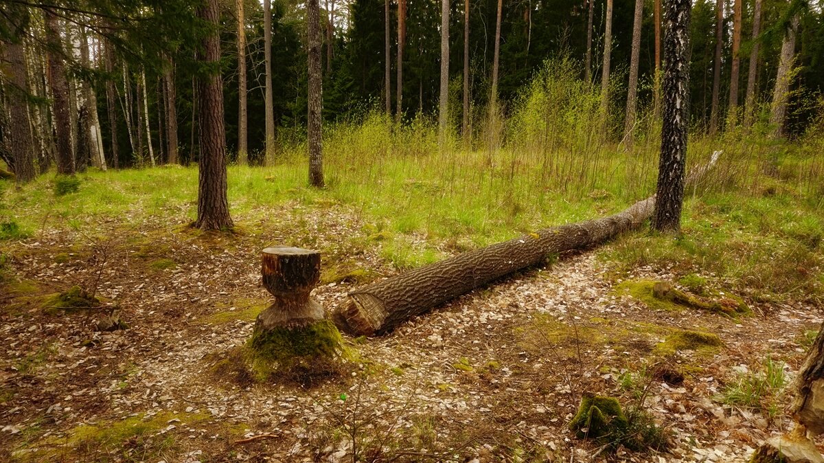 Лесной интерьер - wea *
