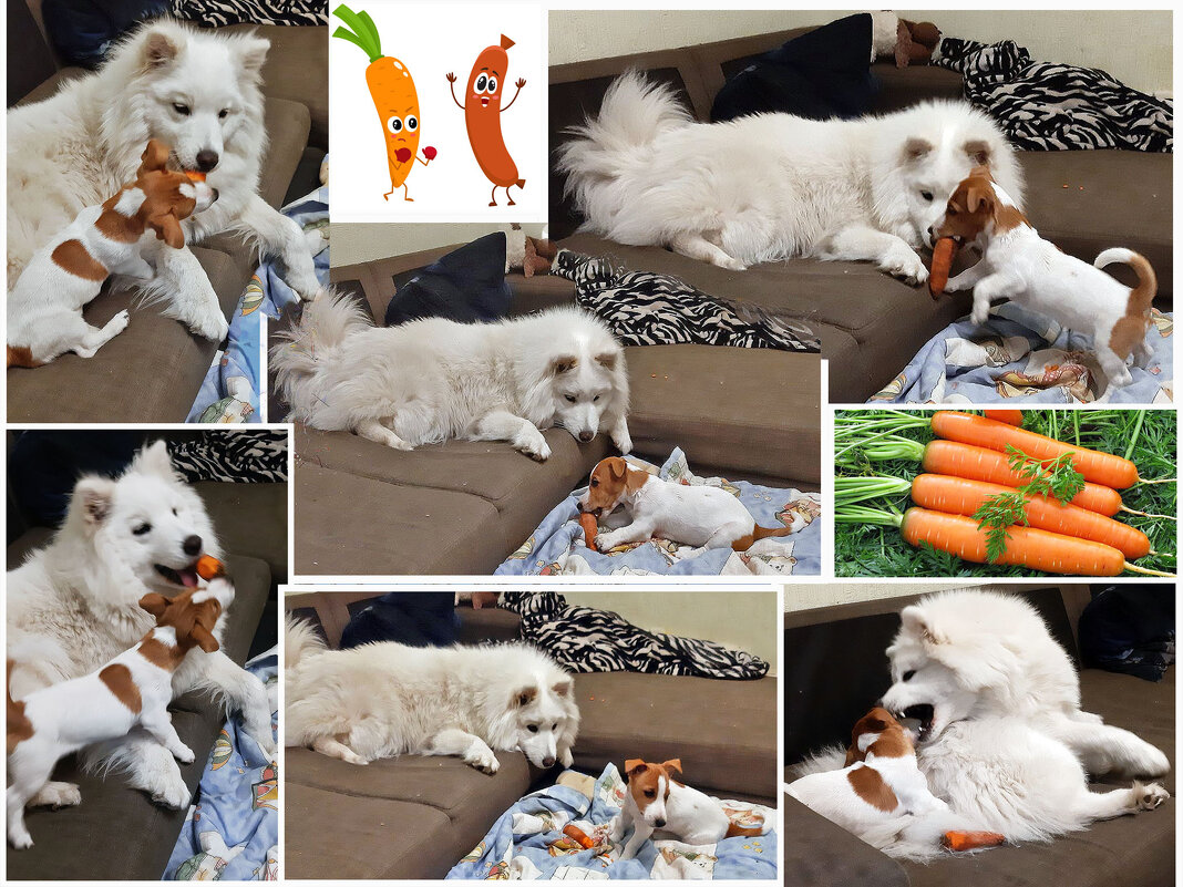 Когда морковь одерживает полную победу! ) - Тамара Бедай 