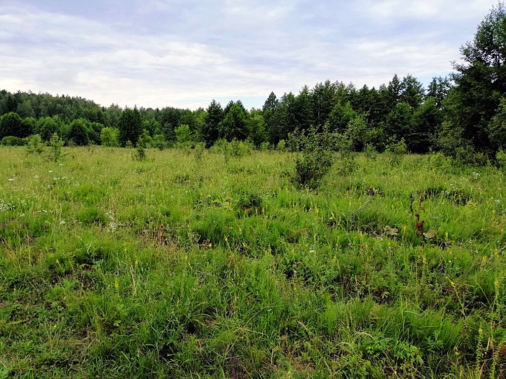 ПРИРОДНАЯ   ЗАРИСОВКА (8) - Анатолий Малобродский