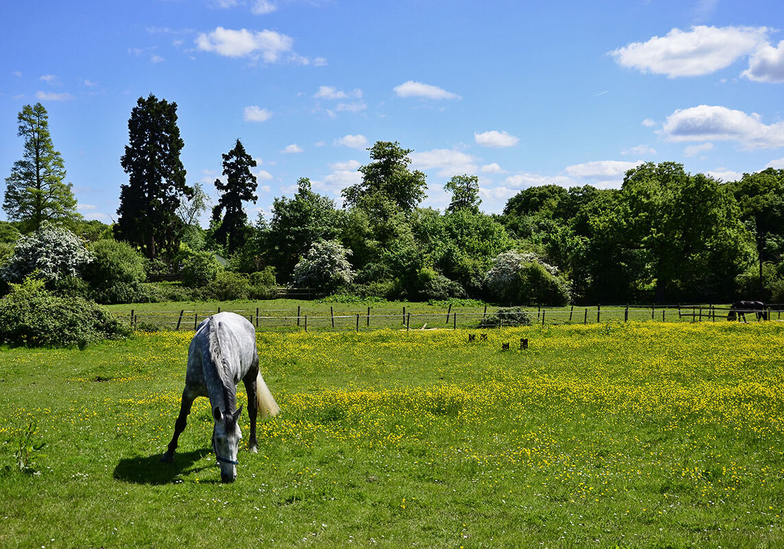 Весенние поля для выпаса и выгула лошадей в Англии - Тамара Бедай 