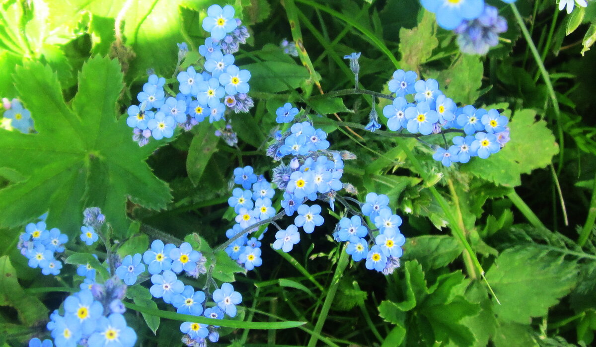 Цветы в горах Адыгеи летом - Татьяна Р 