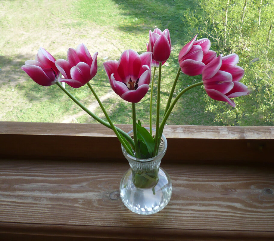 Тюльпаны на окне - Евгений 