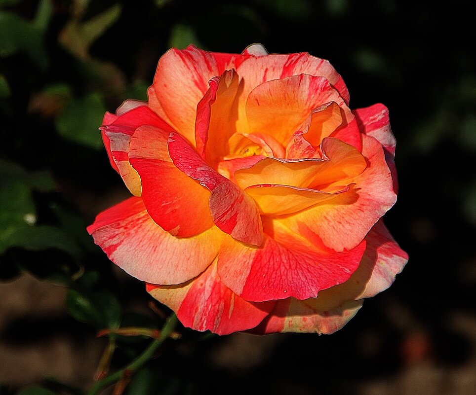 Вот роза, всех цветов царица, блестит румянца красотой.... - Tatiana Markova