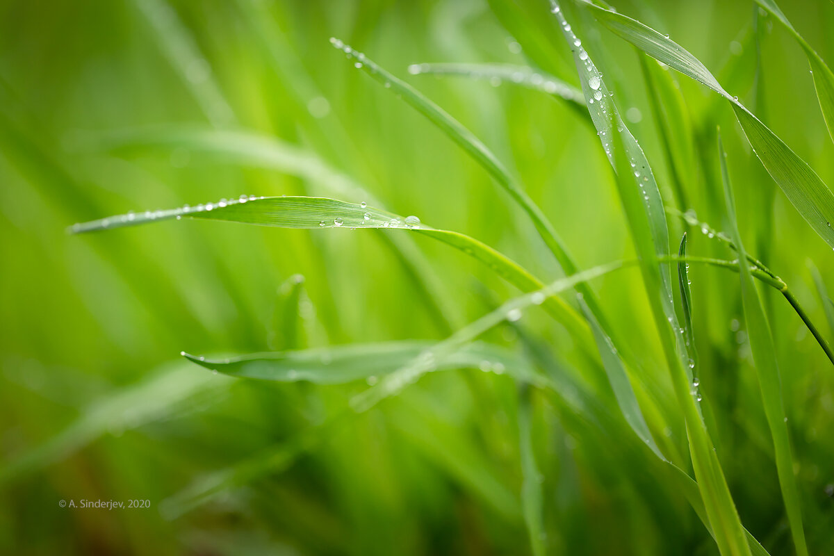 Трава в каплях дождя - Александр Синдерёв