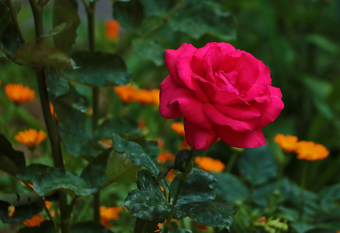 Роза среди календулы - Светлана 
