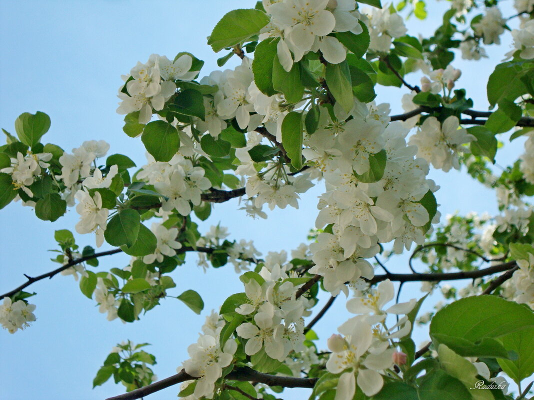 Яблони цвет - Raduzka (Надежда Веркина)