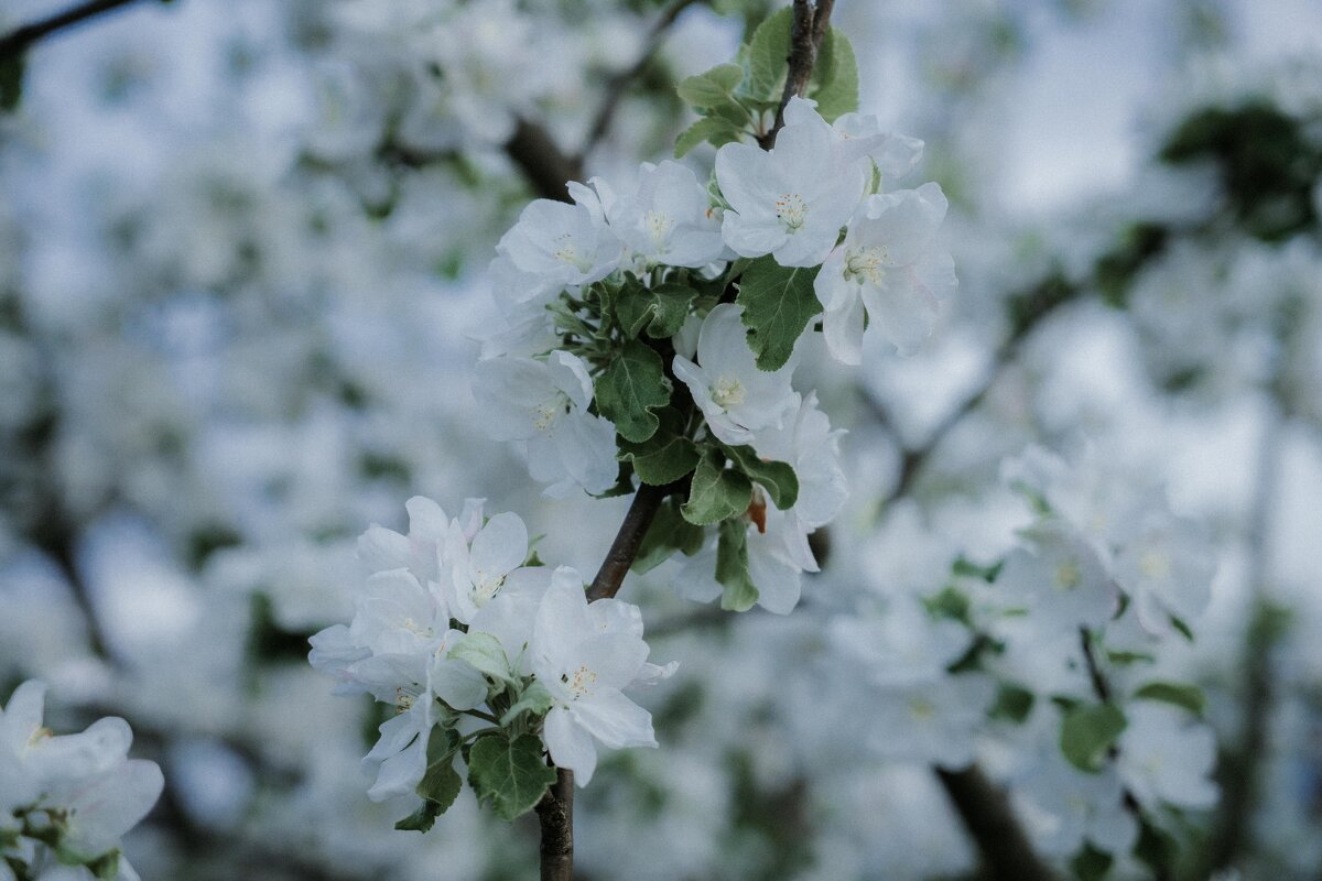 яблоня цветет - Ольга 