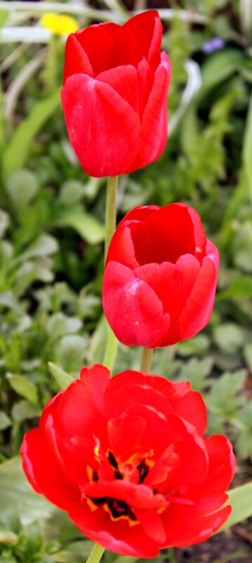 тюльпаны - ольга хакимова