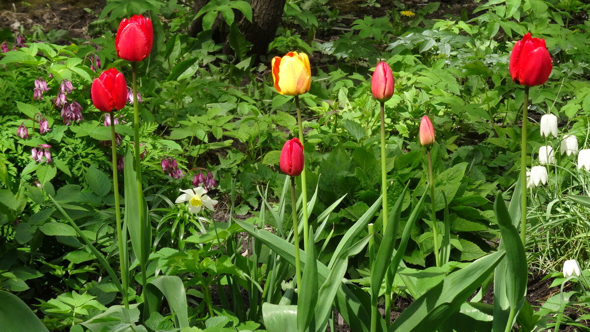 Тюльпаны - kudrni Кудрявцева