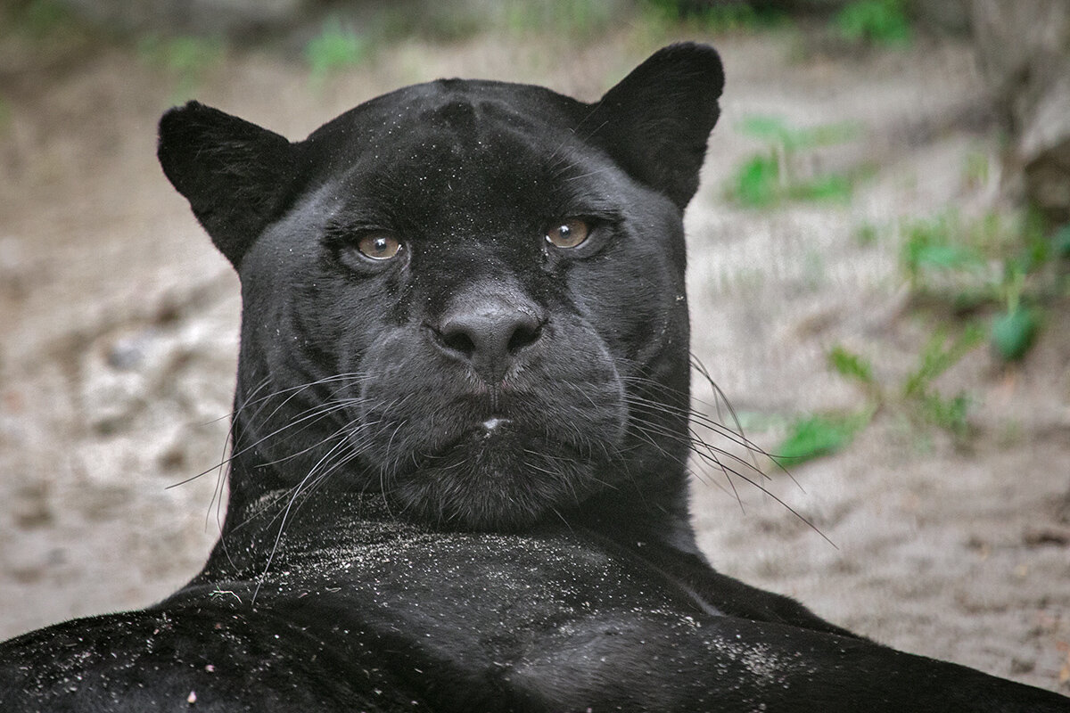 Черный ягуар (пантера) - Владимир Габов