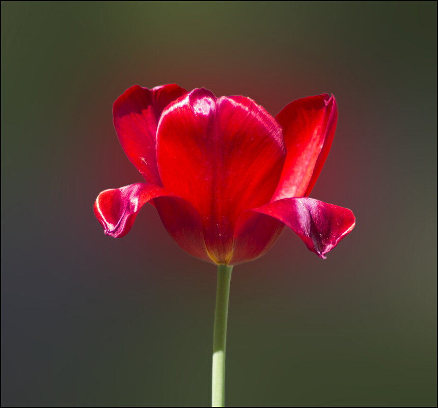 Красный тюльпан - Александр Тарноградский