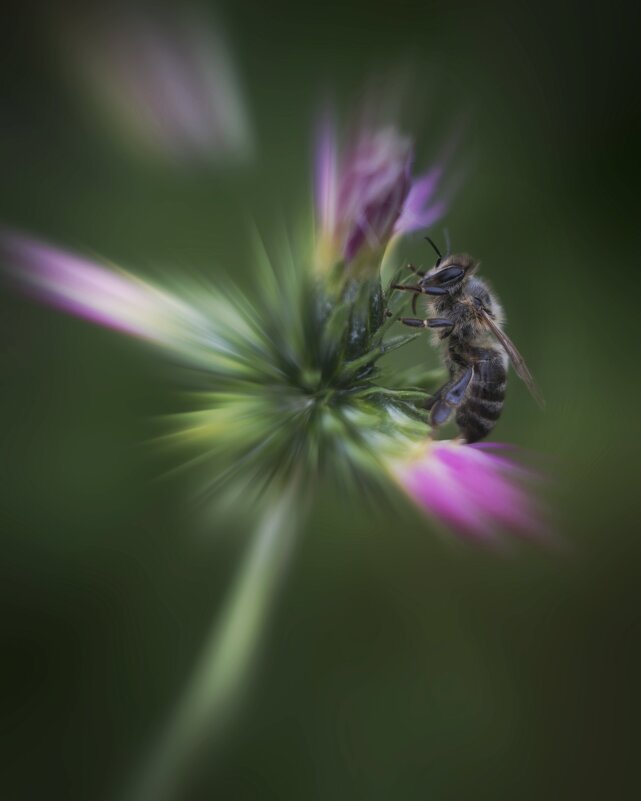 Пчелка - Александр Довгий