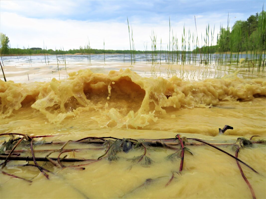 Пыльца покрасила воду у берега - Ольга Митрофанова