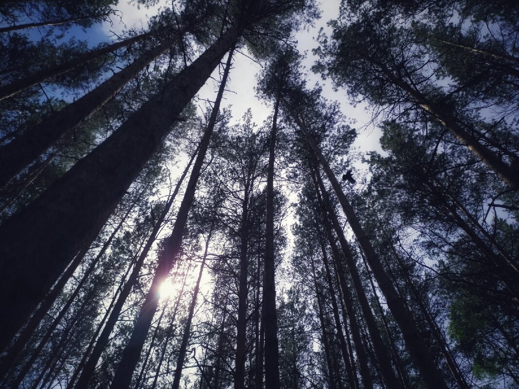 mystical forest - Елена Елена