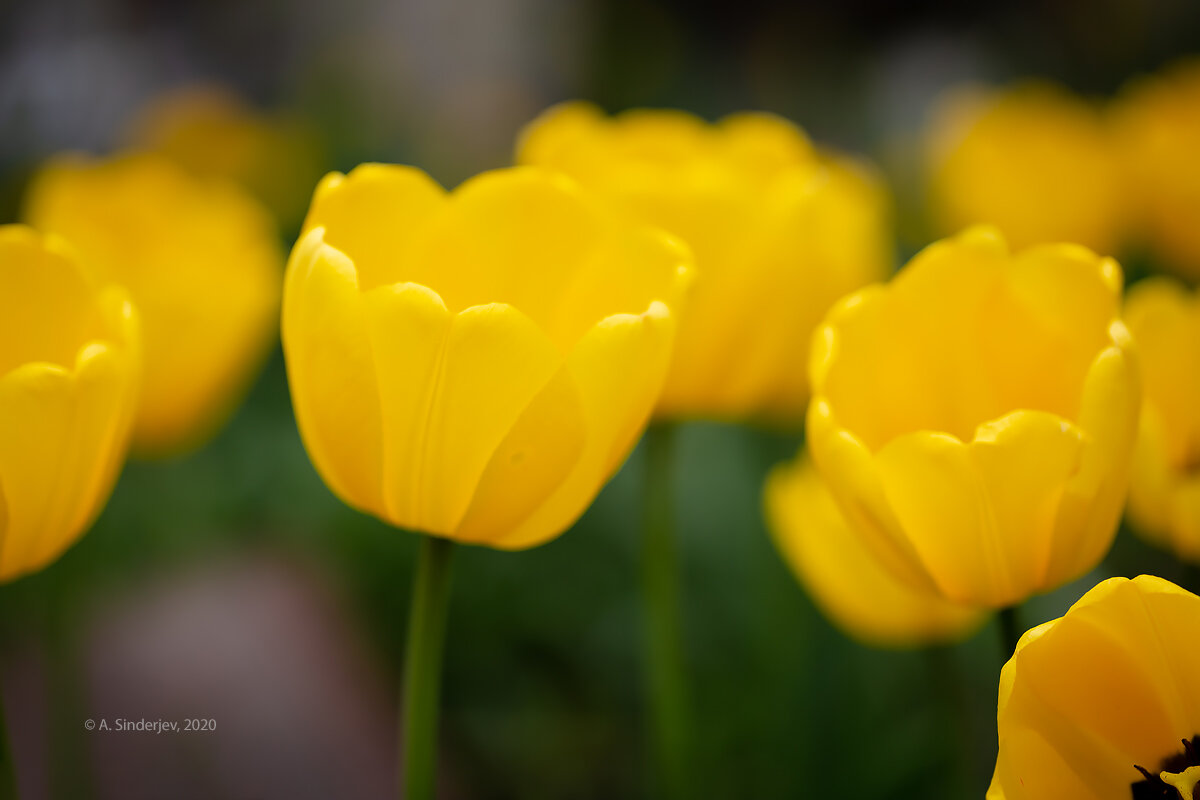 Жёлтые тюльпаны - Александр Синдерёв