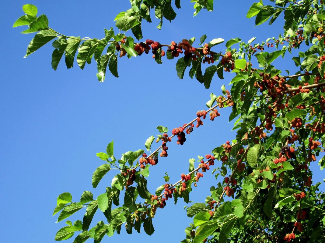 Вкус ягод шелковицы может напоминать гибрид ежевики и малины - Татьяна Смоляниченко