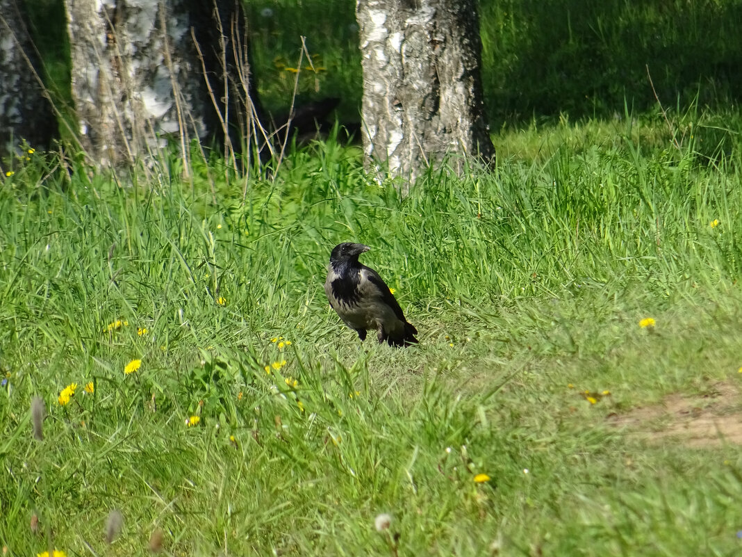 Серая ворона Corvus cornix - Денис Бочкарёв