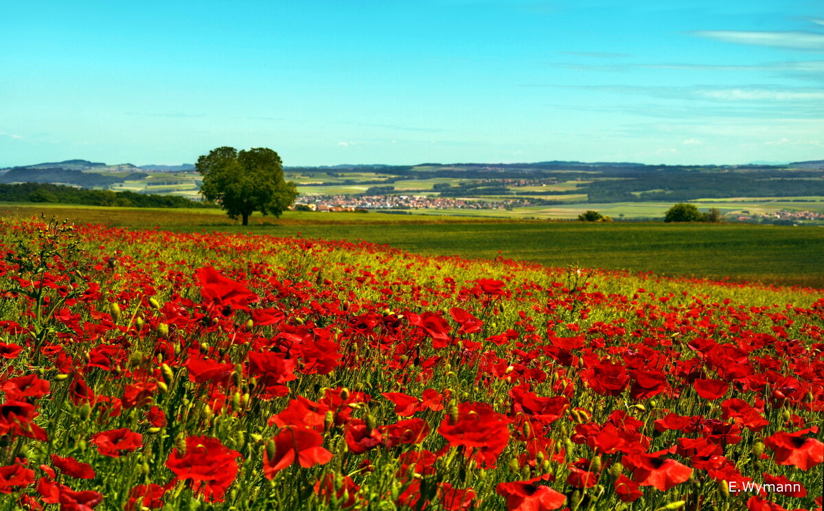 poppies - Elena Wymann