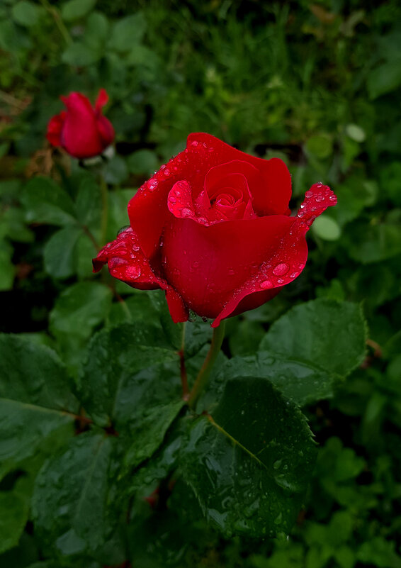 Роза - символ совершенства! - Наталья (D.Nat@lia)
