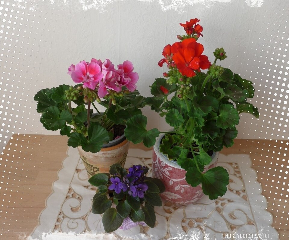 Комнатные цветы - Nina Yudicheva