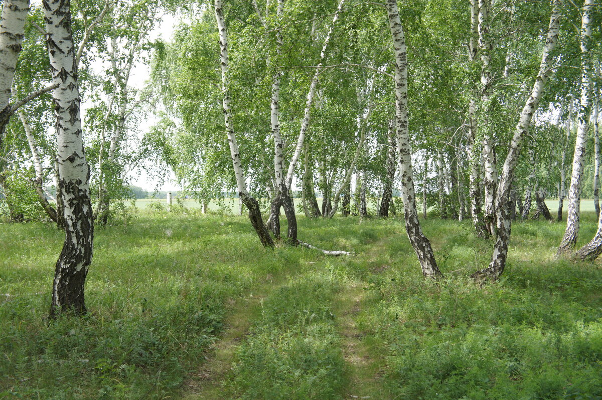 Дорога через колок. - сергей 