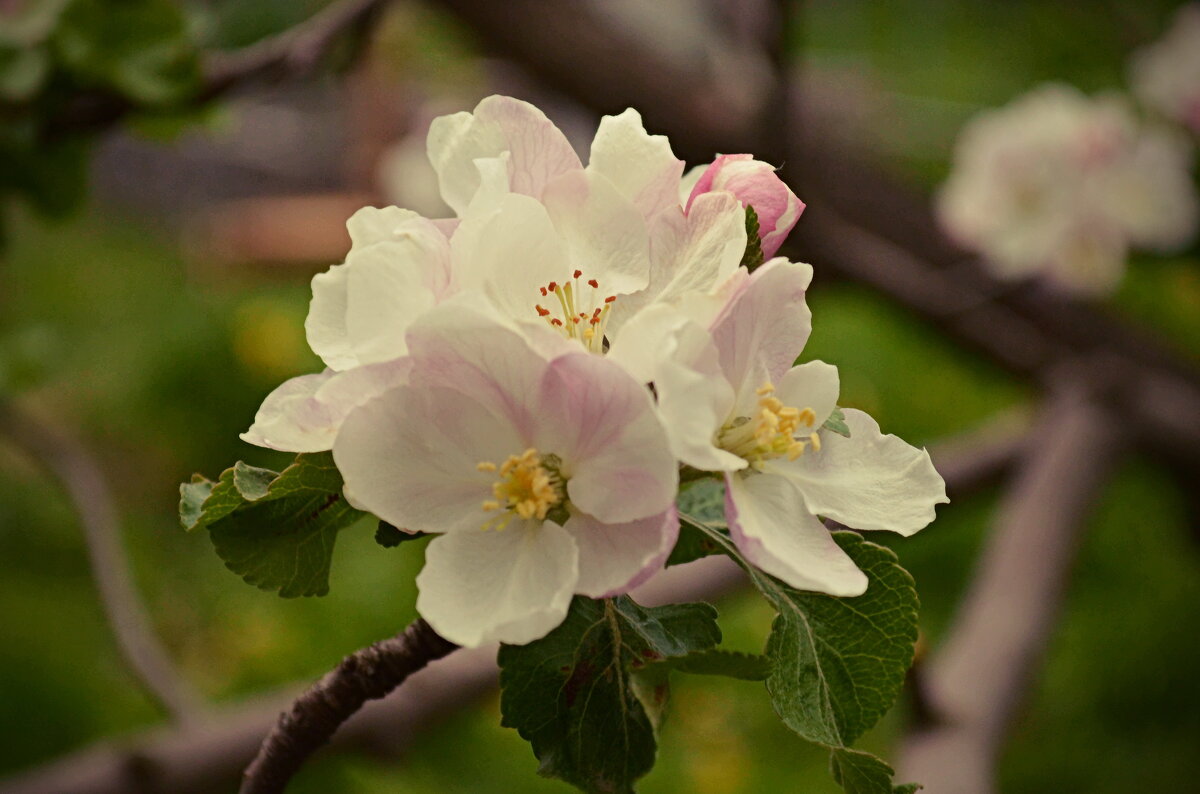 Яблоня в цвету. - Galina Serebrennikova