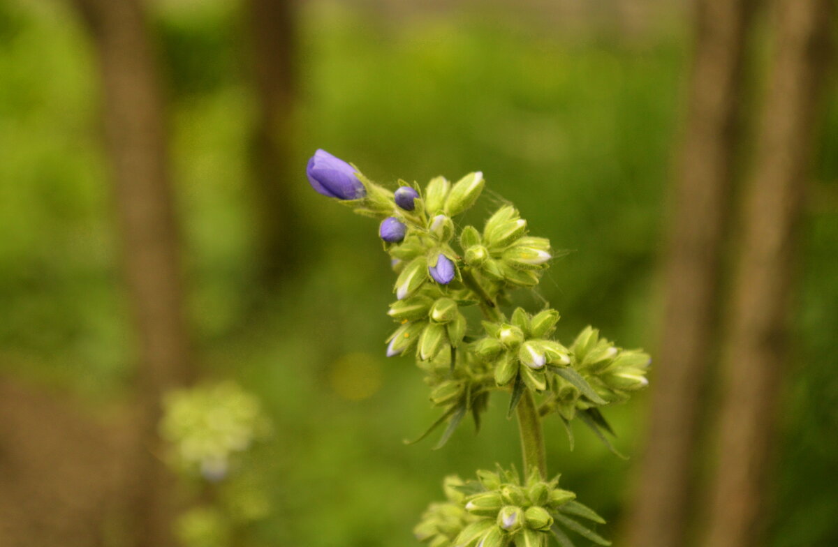 Синие цветы - Galina Serebrennikova
