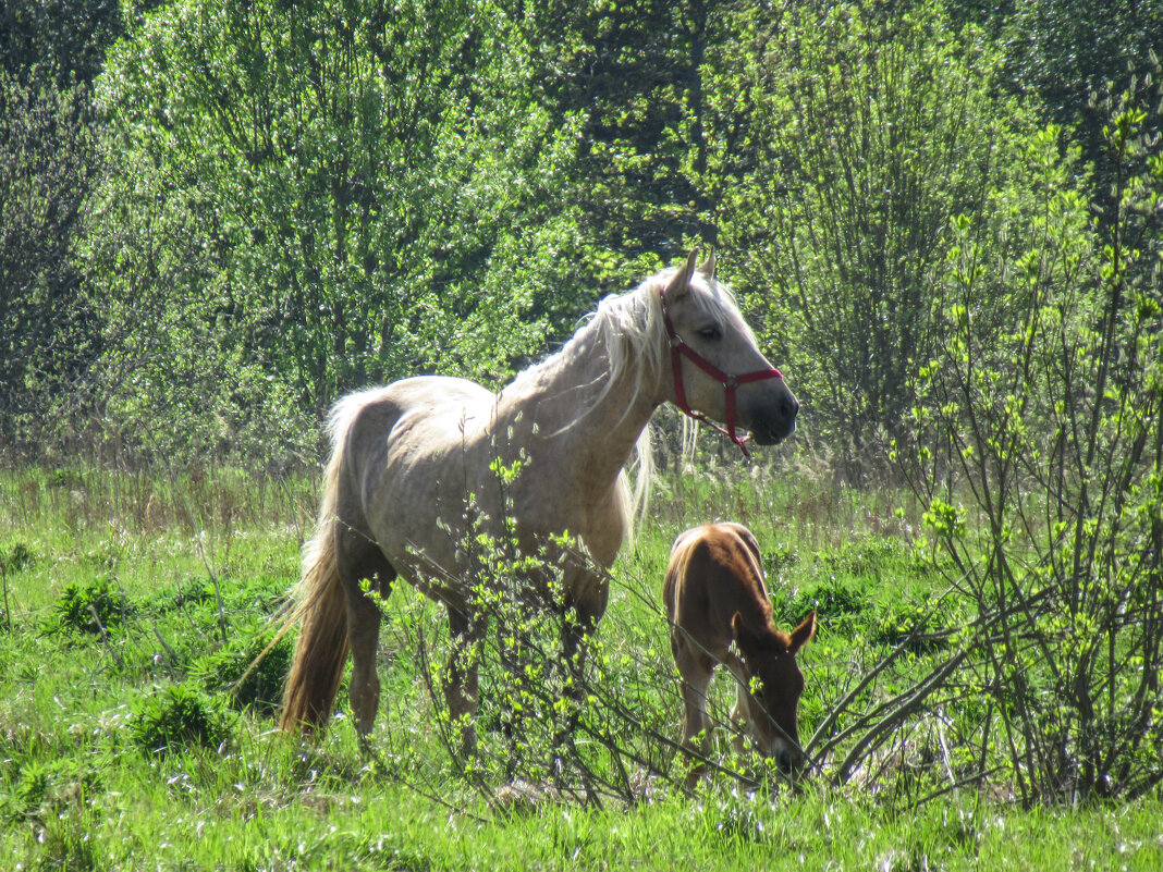 Лошади в поле - Ирина Майорова